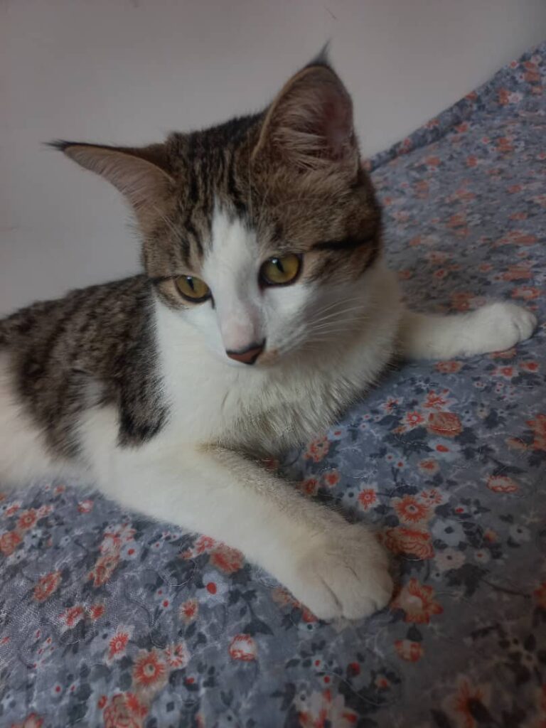 واگذاری گربه