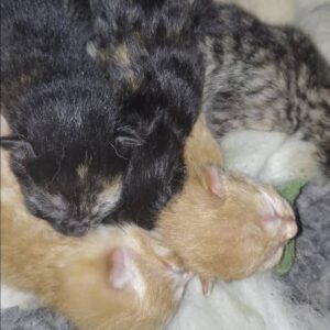 واگذاری بچه گربه 2.5 ماهه