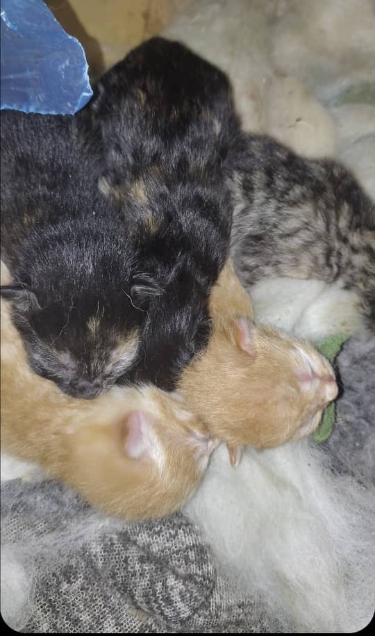 واگذاری بچه گربه 2.5 ماهه