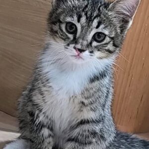 دو تا بچه گربه باهم واگذار میشه