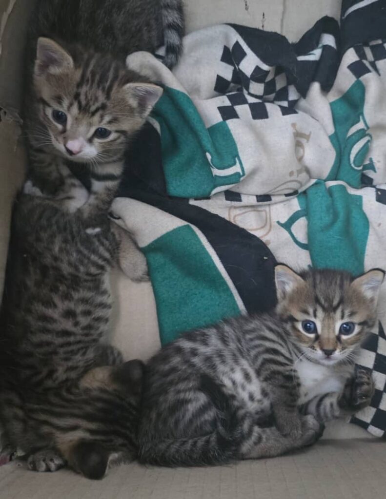 سه بچه گربه زیر یه ماه