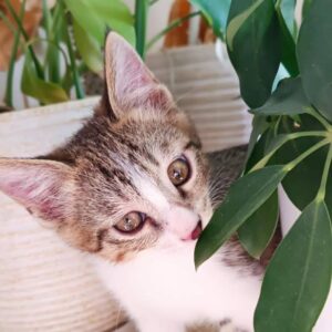 واگذاری بچه گربه 2ماهه