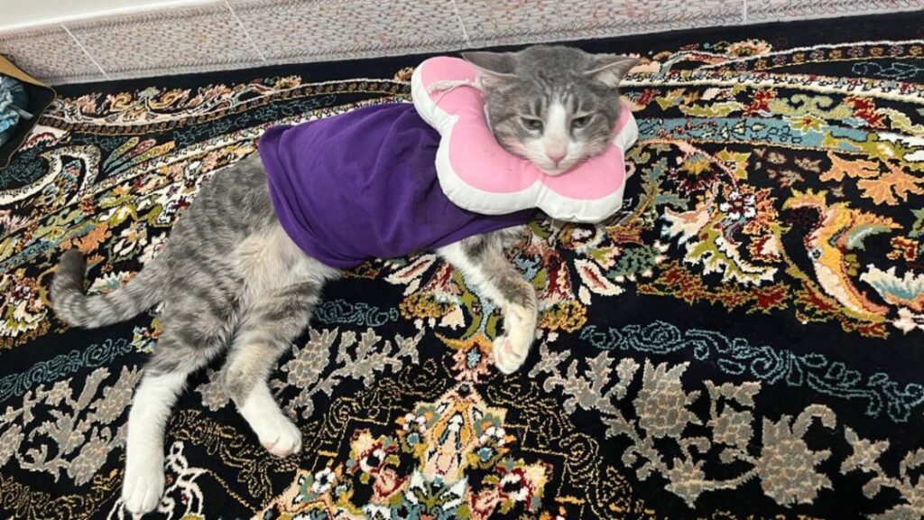 دودی گربه تک بال🪽🐾