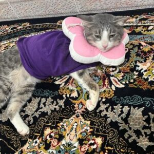 دودی گربه تک بال🪽🐾