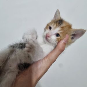 دختر یک ماهه خوشگل