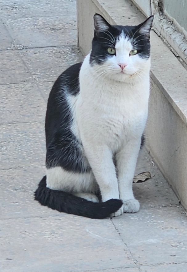 نگهداری گربه با پرداخت هزینه