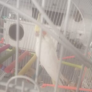 پرنده ام گمشده