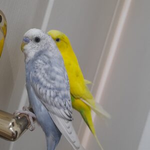 یک جفت مرغ عشق جوجه