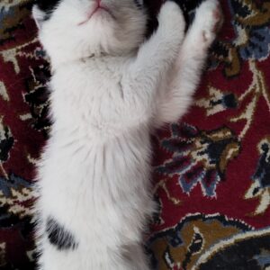 واگذاری بچه گربه