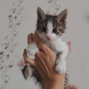 بچه گربه ۱ ماهه