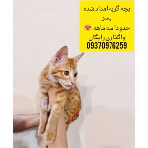 واگذاری بچه‌گربه نجات‌یافته به خانواده‌ای مهربون و مسئولیت‌پذیر