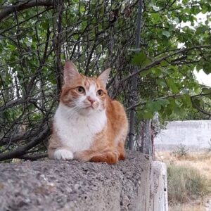 واگذاری گربه ماده dsh