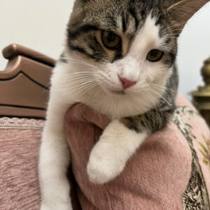 گربه سر اشپز