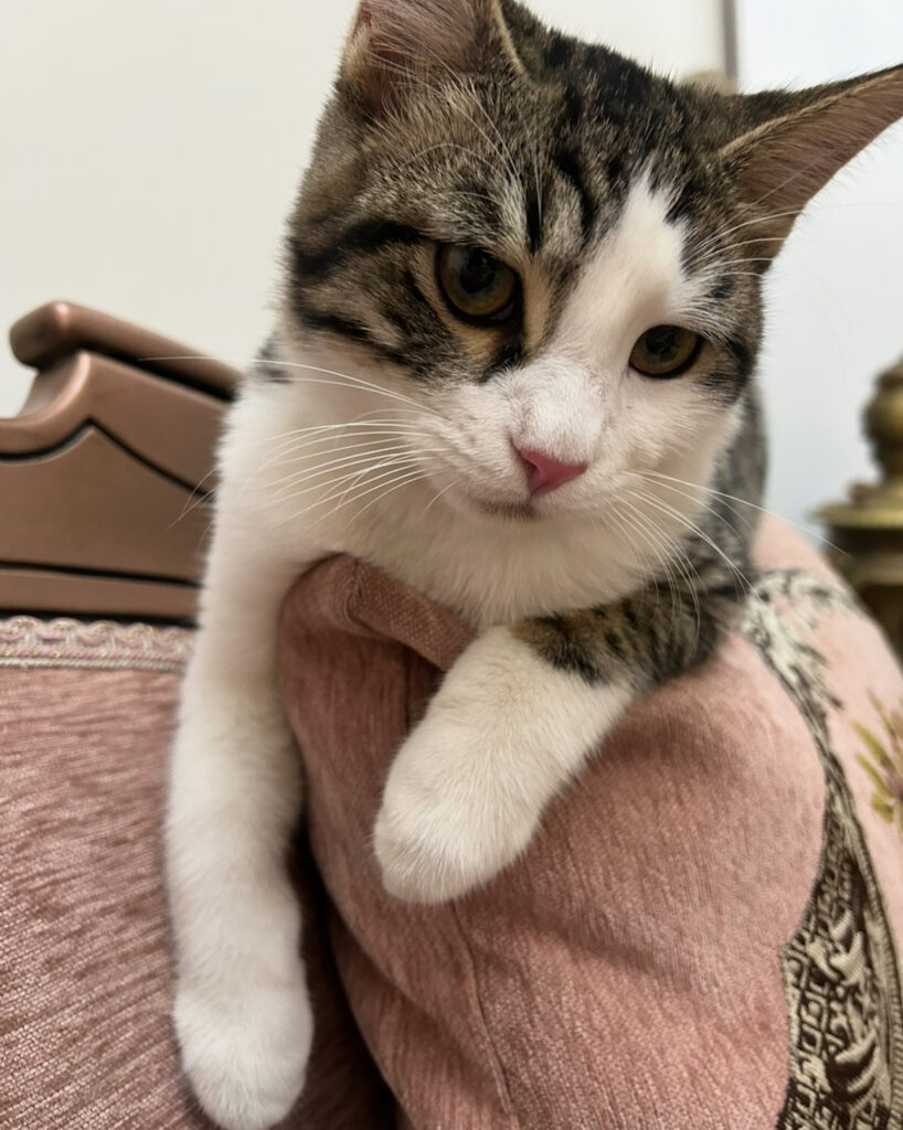 گربه سر اشپز