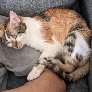 گربه خونگی بسیار اجتماعی و مهربون