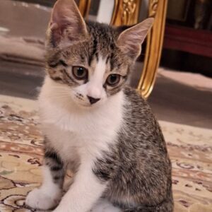 سوییتی دختر یک ماهه ونیمه  تو خونه بدنیا اومده کاملا سلامت