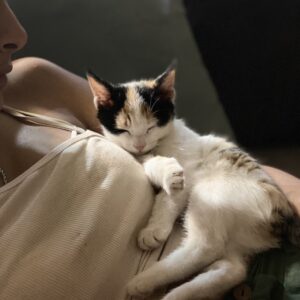 واگذاری گربه 5 ماهه