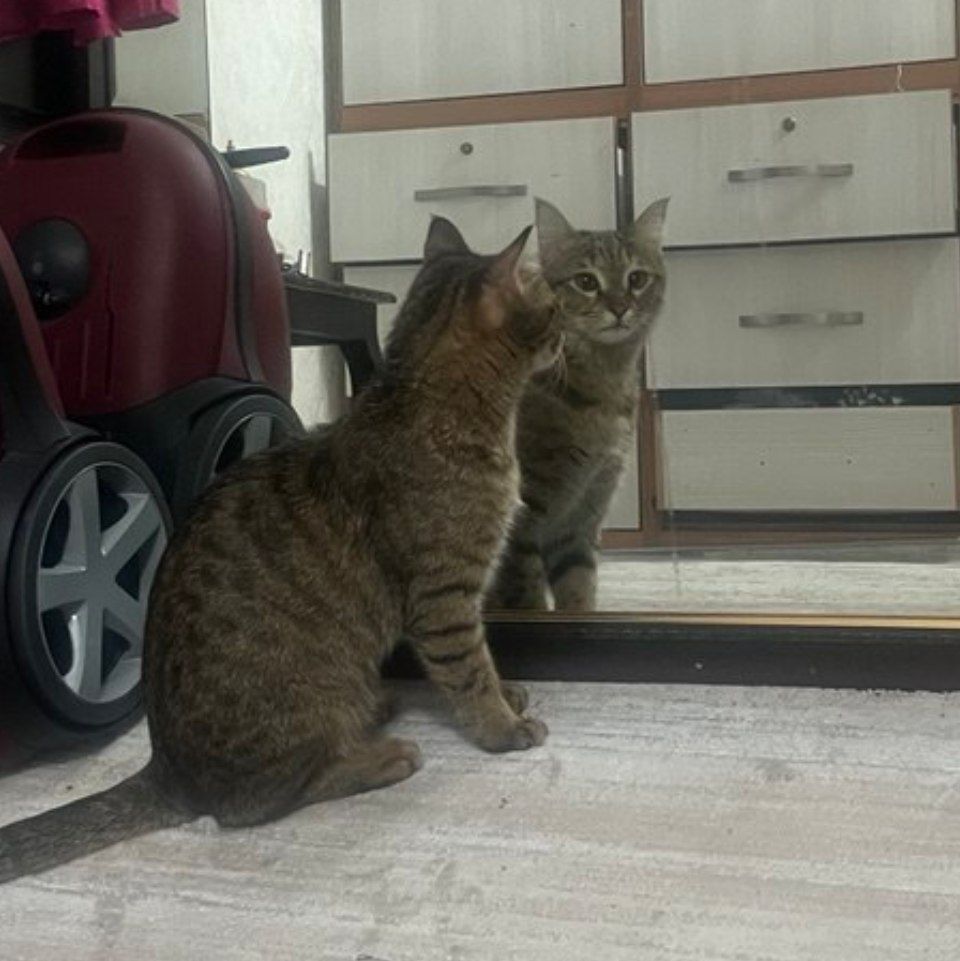 واگذاری گربه