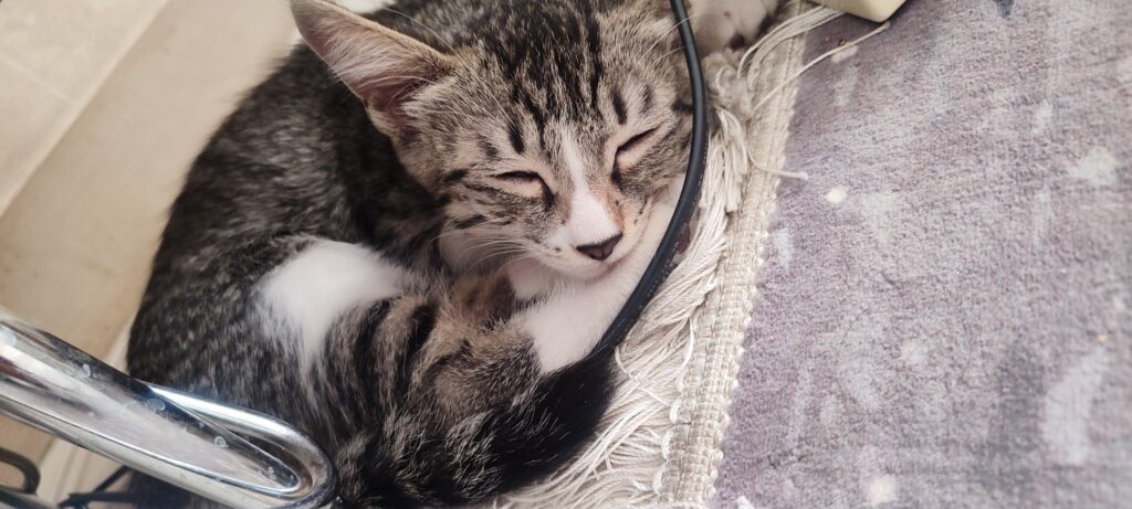 واگذاری یه بچه گربه سه ماهه