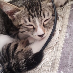 واگذاری یه بچه گربه سه ماهه
