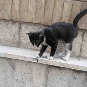 گربه 4 ماهه