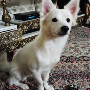 واگزاری سگ اپارتمان