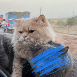گربه اسکاتیش
