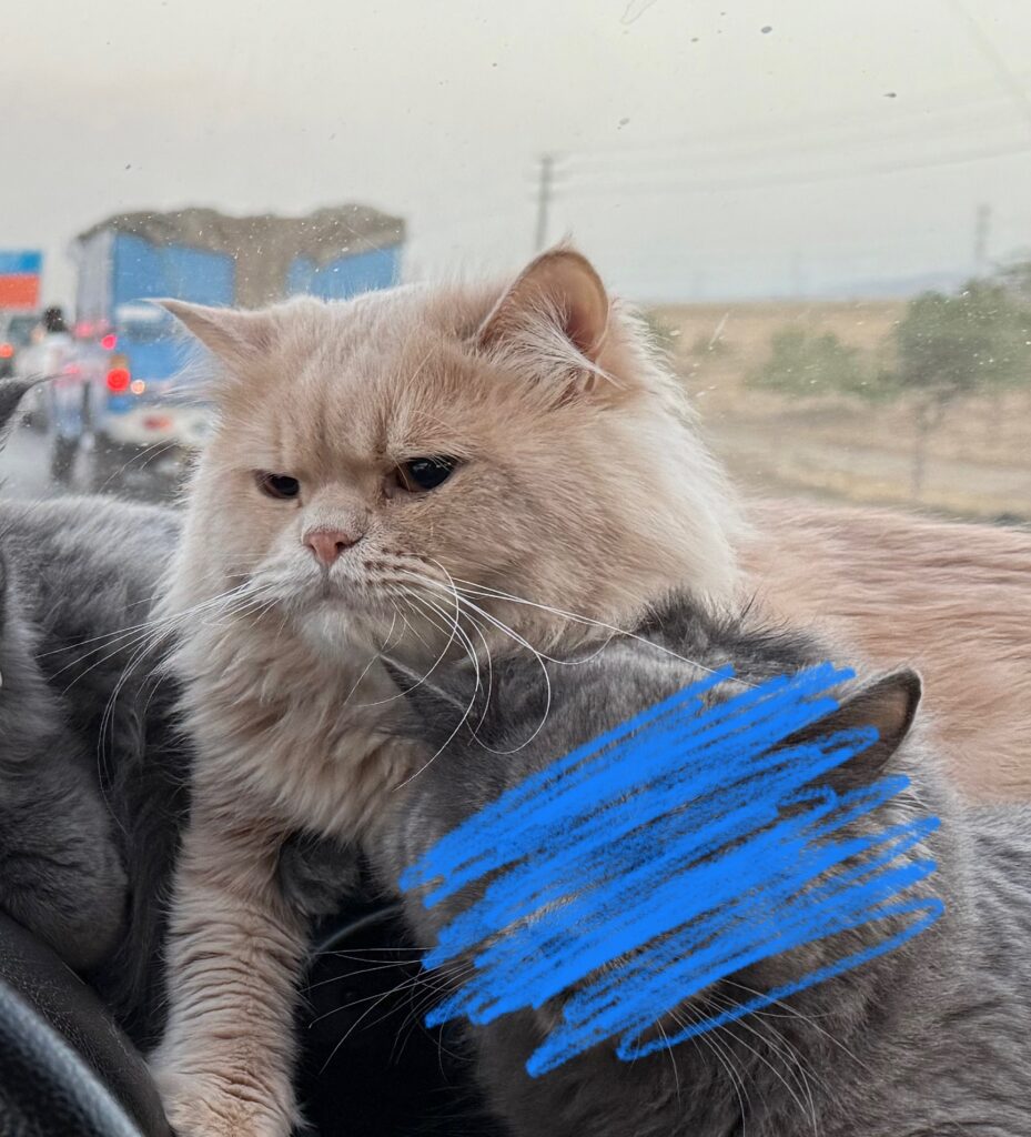 گربه اسکاتیش