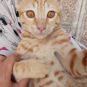 واگذاری ۶ بچه گربه بسیار دستی