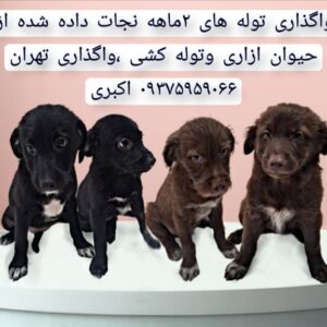 توله میکس تریر
