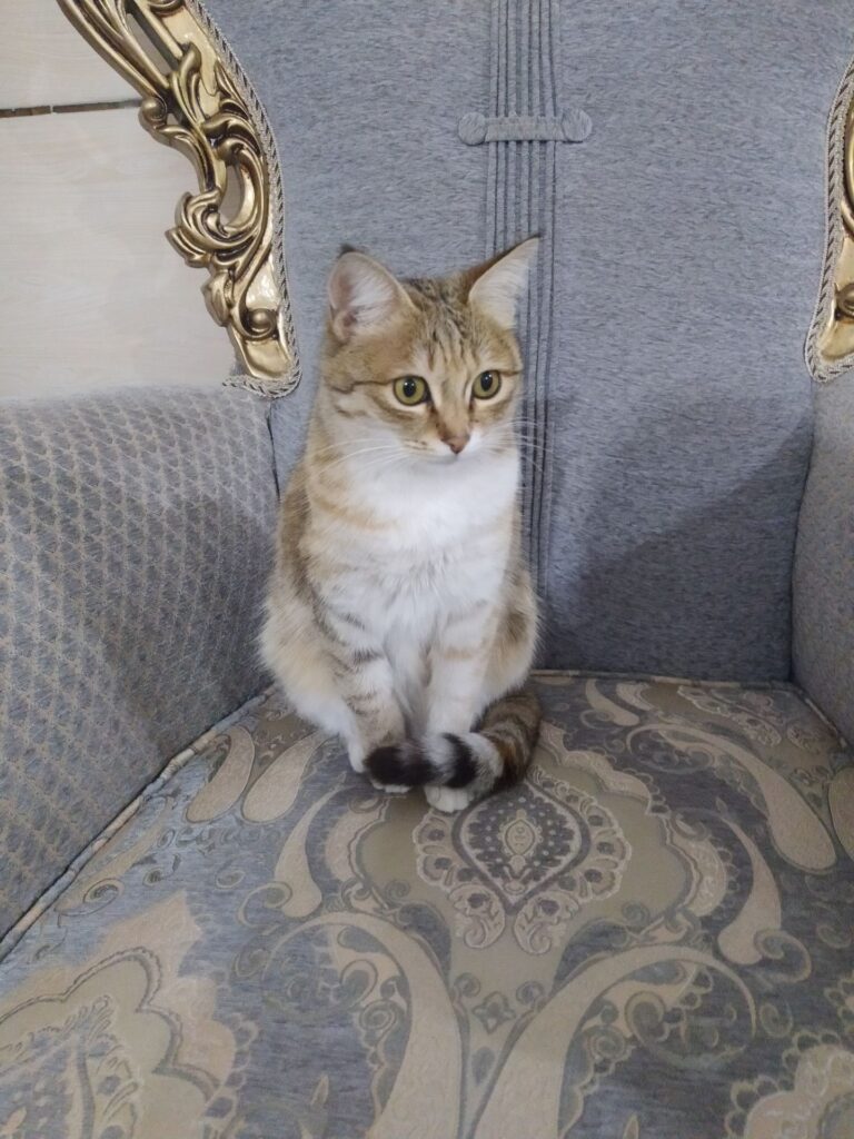 واگذاری رایگان گربه