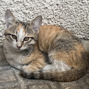 واگذاری گربه DSH