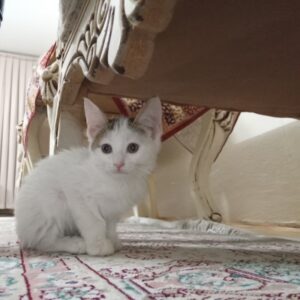 واگذاری بچه گربه