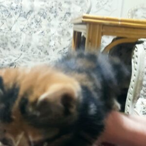 واگذاری  2بچه گربه