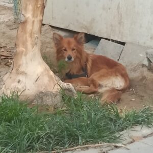 نیازمند درمان سگ حمایتی