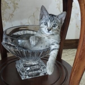 واگذاری بچه گربه به همراه مادر