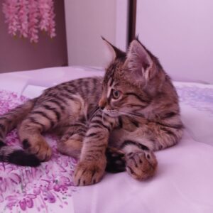 بچه گربه