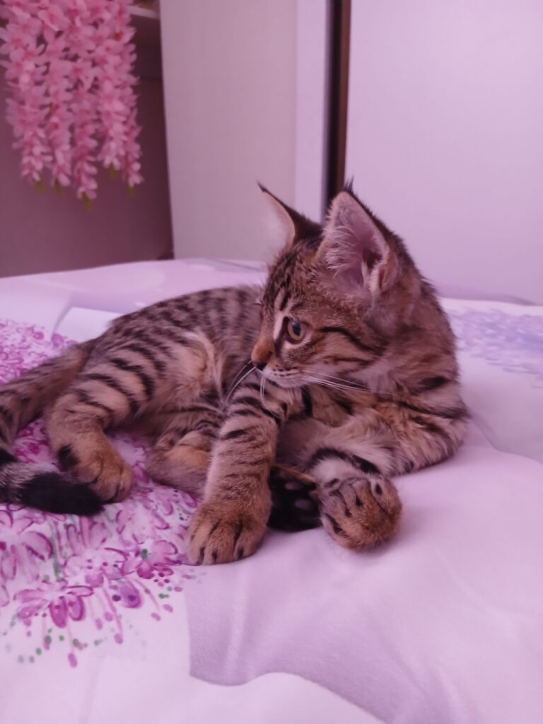 بچه گربه