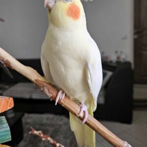 عروس هلندی پیداشده