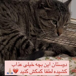 گربه نژاد dsh