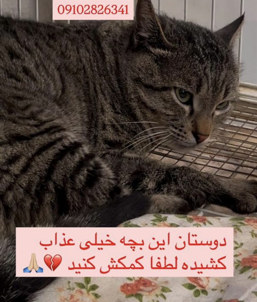 گربه نژاد dsh