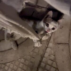 بچه گربه بلا بانمک