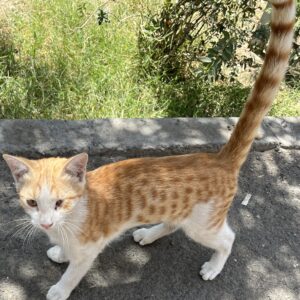 واگذاری گربه dsh نر نارنجی سه ماهه