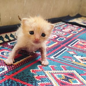 گربه ۲۵روزه از کوچه پیداش کردم