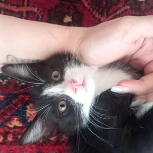 واگذاری بچه گربه