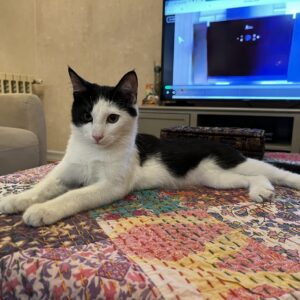 واگذاری گربه ماده dsh چهار ماهه