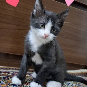 بچه گربه تاکسیدو