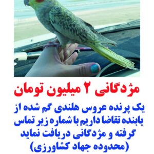 عروس هلندی اسمش توکا است