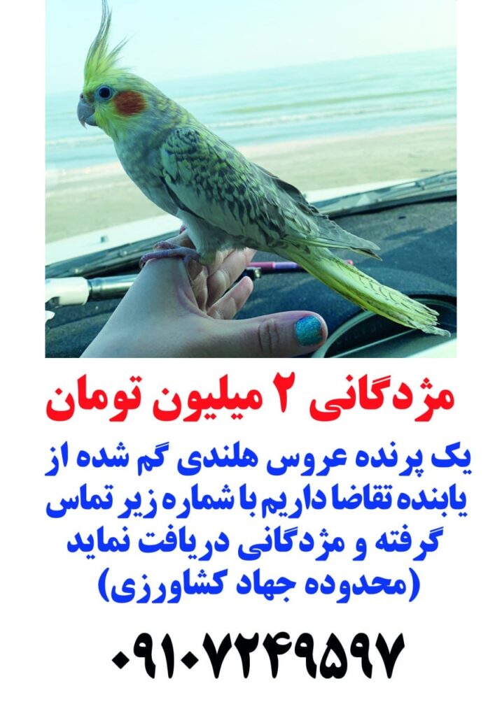 عروس هلندی اسمش توکا است