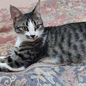 واگذاری گربه ماده یک سال و نیم